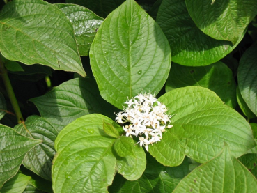 Cornus sanguinea  Roter Hartriegel